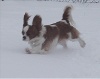  - Un cavalier volant dans la neige !