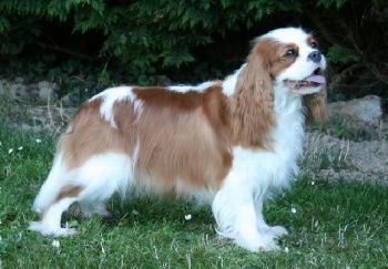 CH. Celtic enchanting De la fieffe au songeur
